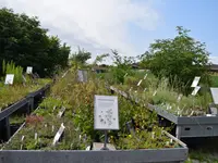 Wildpflanzengärtnerei Flora di Berna