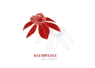 Baumpflege-Gallusser