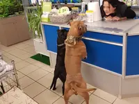 Battito Animale di Mara Maccagnan
