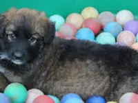 Hunde- & Katzenpension Röti - Klicken Sie, um das Bild 11 in einer Lightbox vergrössert darzustellen