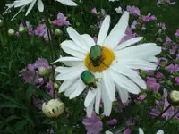 Schöttli's Hauswartung & Gartenservice