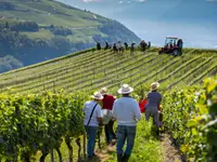 PROVY Promotion des vins - Klicken Sie, um das Bild 4 in einer Lightbox vergrössert darzustellen