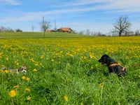 Hundeschule Barts - Klicken Sie, um das Bild 1 in einer Lightbox vergrössert darzustellen