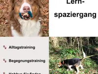 Hundetraining Dog Know How