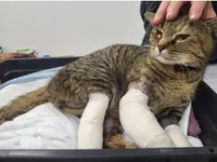 Studio Veterinario Ghiringhelli