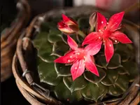 Blumensaison