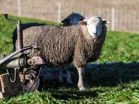 Tierklinik24 - Klicken Sie, um das Bild 5 in einer Lightbox vergrössert darzustellen