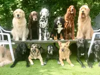 Nimalik Hundeschule & Hundepension