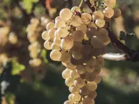 Domaine des Biolles