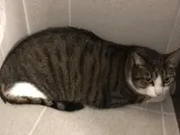 Hôtel pour chats 'Le Clozaley'