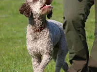 Associazione Cinofila Security Dog School