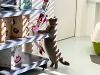 Katzen-Praxis.ch