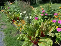 Gander Gartenbau - Klicken Sie, um das Bild 8 in einer Lightbox vergrössert darzustellen