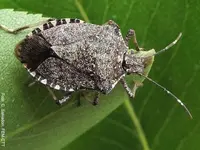 BITIS disinfestazioni SA - Klicken Sie, um das Bild 9 in einer Lightbox vergrössert darzustellen