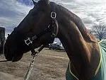 Fédération d'Elevage du cheval de sport CH