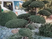 Klein Gartenbau