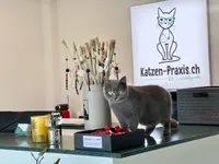 Katzen-Praxis.ch – Cliquez pour agrandir l’image 9 dans une Lightbox