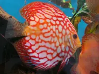 Aquaristik Utzinger