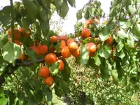 Les Fruits Défendus Sàrl