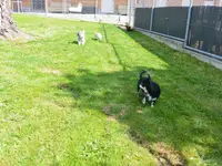 V.I.Pets Gossau