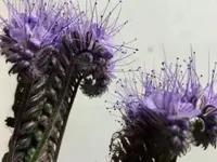 Bluemewerk Stoll Kerstin - Klicken Sie, um das Bild 10 in einer Lightbox vergrössert darzustellen