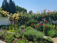 BRÜHWILER-GARTENBAU, BAUMPFLEGE