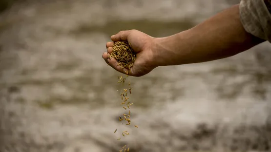 Gesunde Lebensmittel