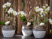 Blumen Iseli