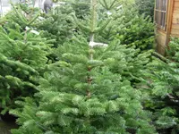 hollenstein blumengarten ag, Blumenshop, Gärtnerei, Gartenbau
