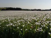 Wildblumenhaus