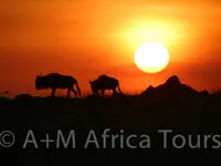 A + M Africa Tours GmbH