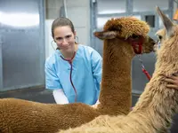 Tierklinik Leimental - cliccare per ingrandire l’immagine 12 in una lightbox