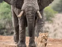 L'Œil Sauvage - Wildlife Experience - Klicken Sie, um das Bild 8 in einer Lightbox vergrössert darzustellen