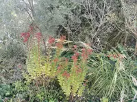 Wildpflanzengärtnerei Flora di Berna
