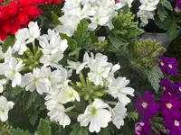 A. Pinto Fleurs
