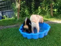 Hunde-Schule Manuela Albrecht