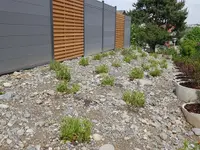 BRÜHWILER-GARTENBAU, BAUMPFLEGE