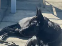 Focus Dogs Hundeschule KlG - Klicken Sie, um das Bild 12 in einer Lightbox vergrössert darzustellen