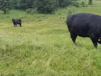 Viande des 2 Ruz Sàrl - Klicken Sie, um das Bild 4 in einer Lightbox vergrössert darzustellen