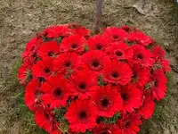 Au Jardin Blumen GmbH