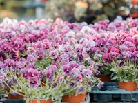 Brechbühl Fleurs