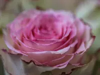 Blumen & Marroni Hajdari GmbH