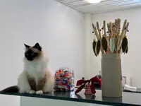 Katzen-Praxis.ch