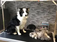 Patty's Hundesalon
