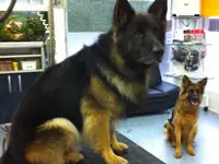 Hundesalon Adonis GmbH