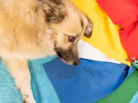 Hund in Balance Hundephysiotherapie