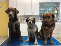 Tierärzte Team Aurora AG