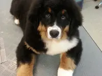Hundesalon Zolli