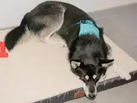 anima activa Hundephysiotherapie