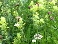 Albula Gartenbau GmbH